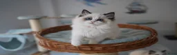 Ragdoll cats for sale: TICA registered kitten  - Advert 6