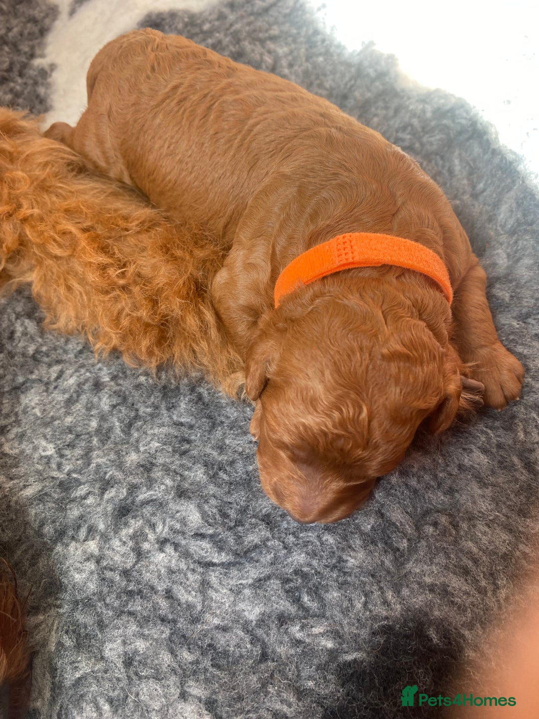 Labradoodle dogs for sale: Stunning red miniature labradoodle puppies - Image 7