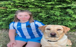 Labrador Retriever dogs for sale: Labrador puppies in Shaftesbury - Image 10