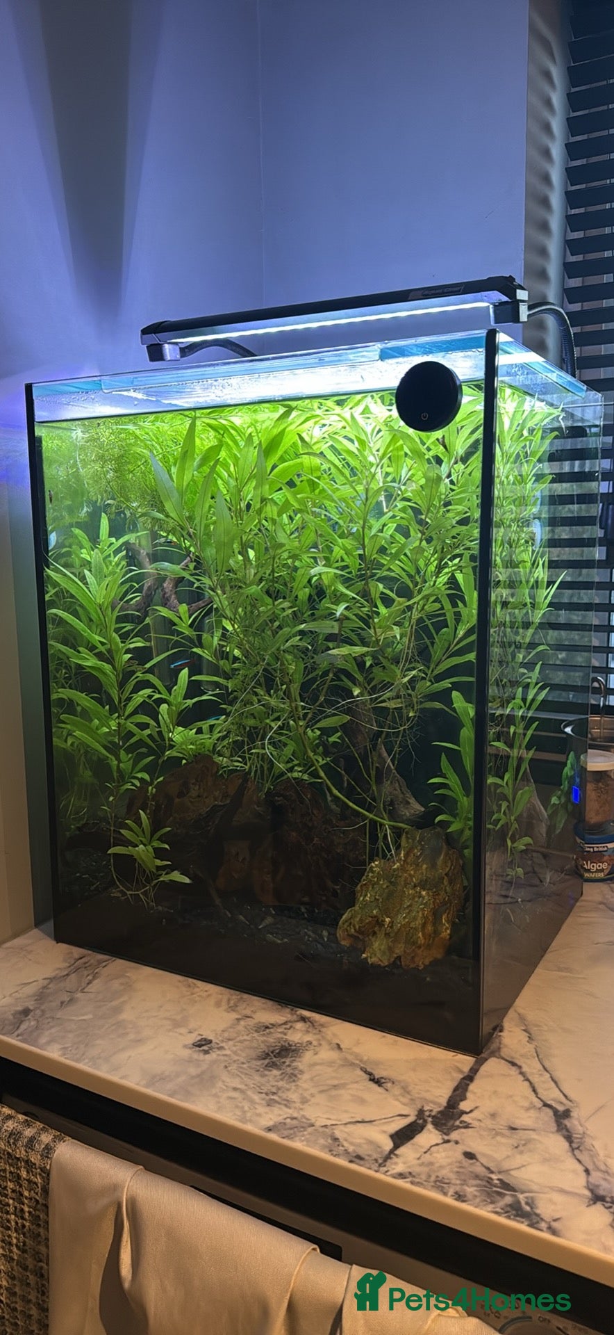 Tetras fish 85L Large Tank with stock - Advert 1