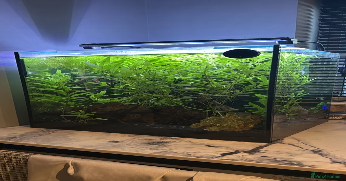 Large Tetras Fish for sale | Pets4Homes
