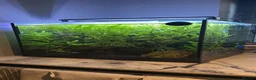 Tetras fish for sale: 85L Large Tank with stock - Advert 1
