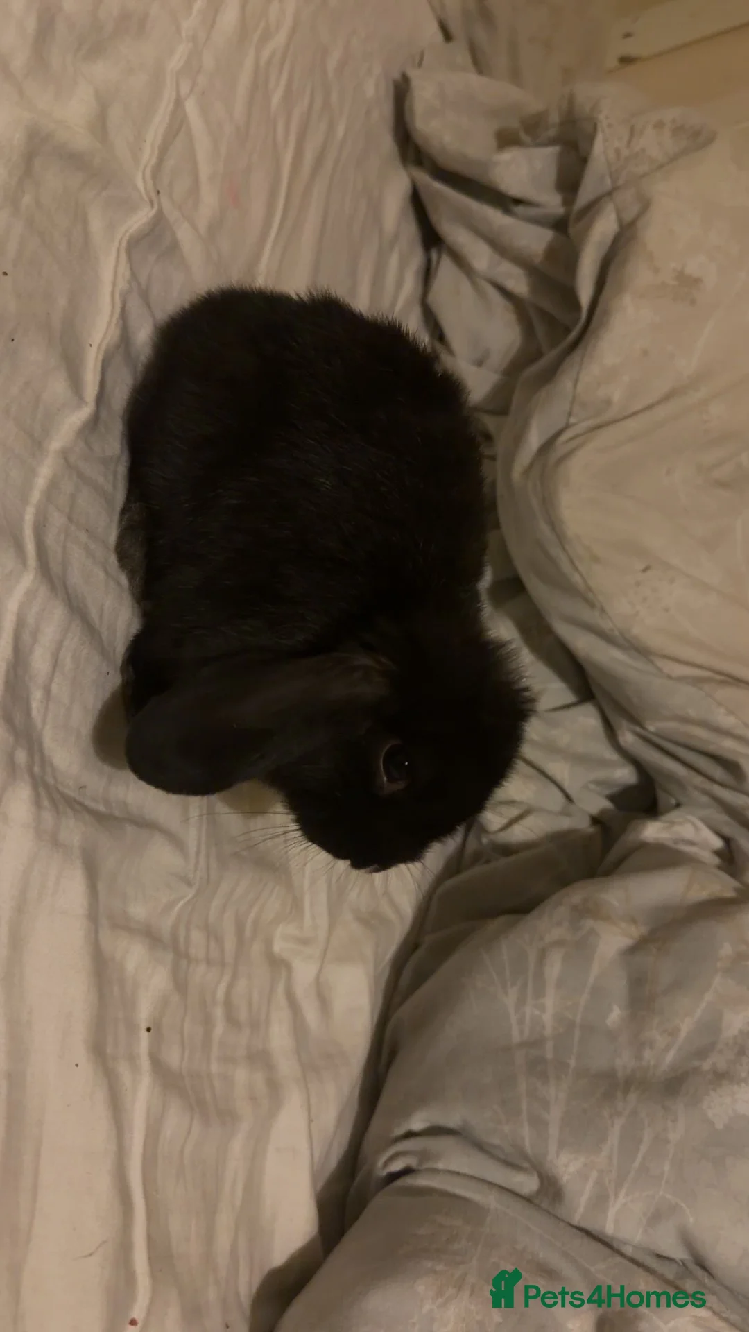 Mini Lop rabbits for sale: Mini Lop Girl for sale  - Advert 2