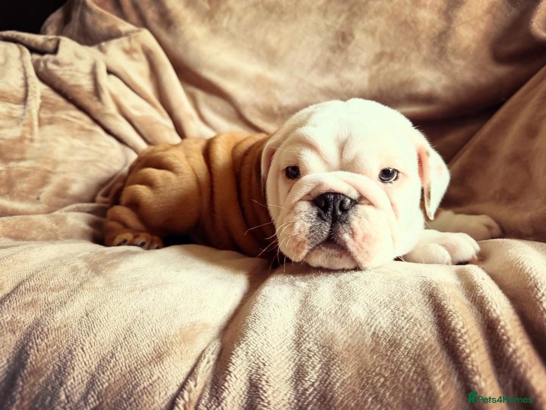 English Bulldog dogs for sale: Quality Ruakuri British standard bulldog - Image 10