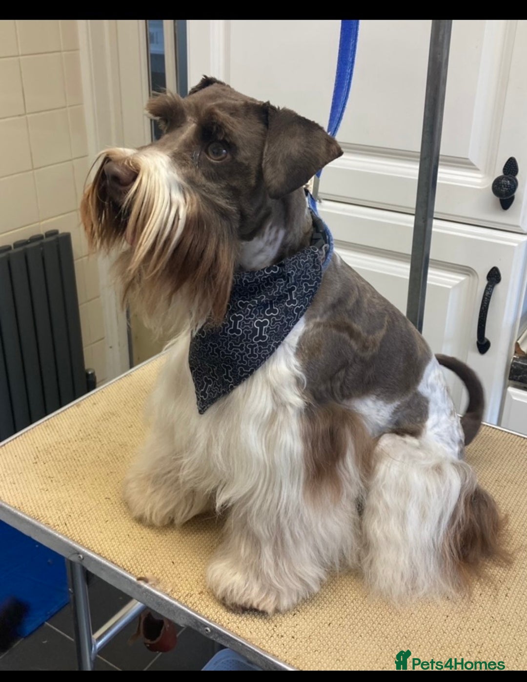 Poodle dogs for stud: Chocolate /White Miniature Schnauzer STUD BVA +MAC in Coventry - Advert 13