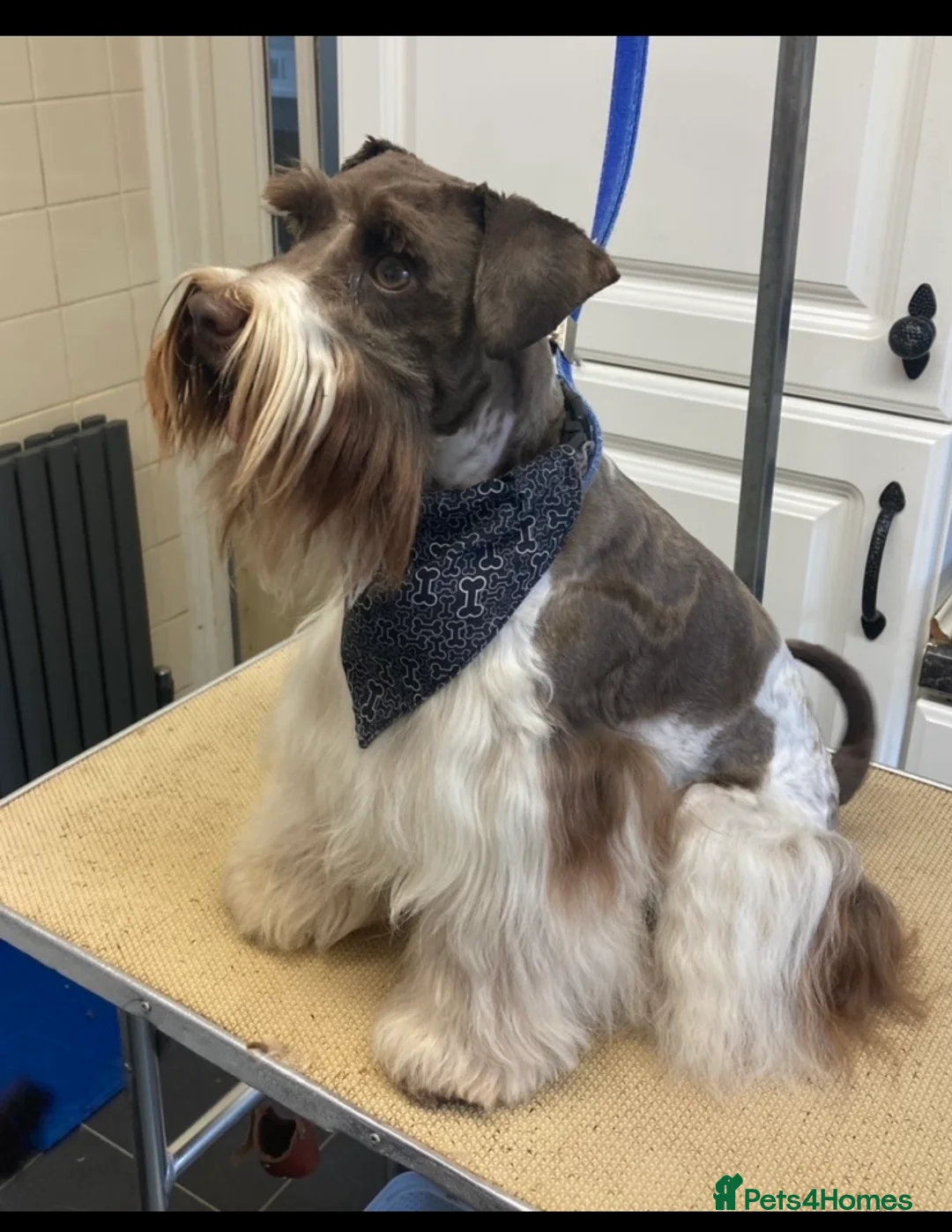 Poodle dogs for stud: Chocolate /White Miniature Schnauzer STUD BVA +MAC in Coventry - Advert 13