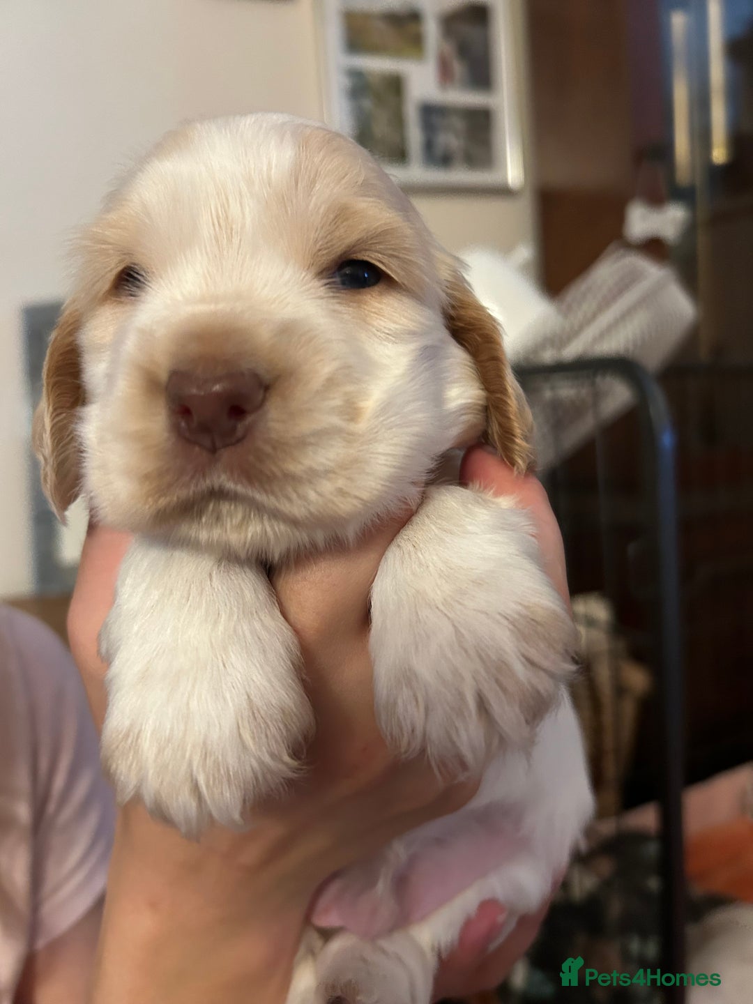 Cocker Spaniel dogs for sale: Gorgeous Cocker Spaniel Puppies - Image 7