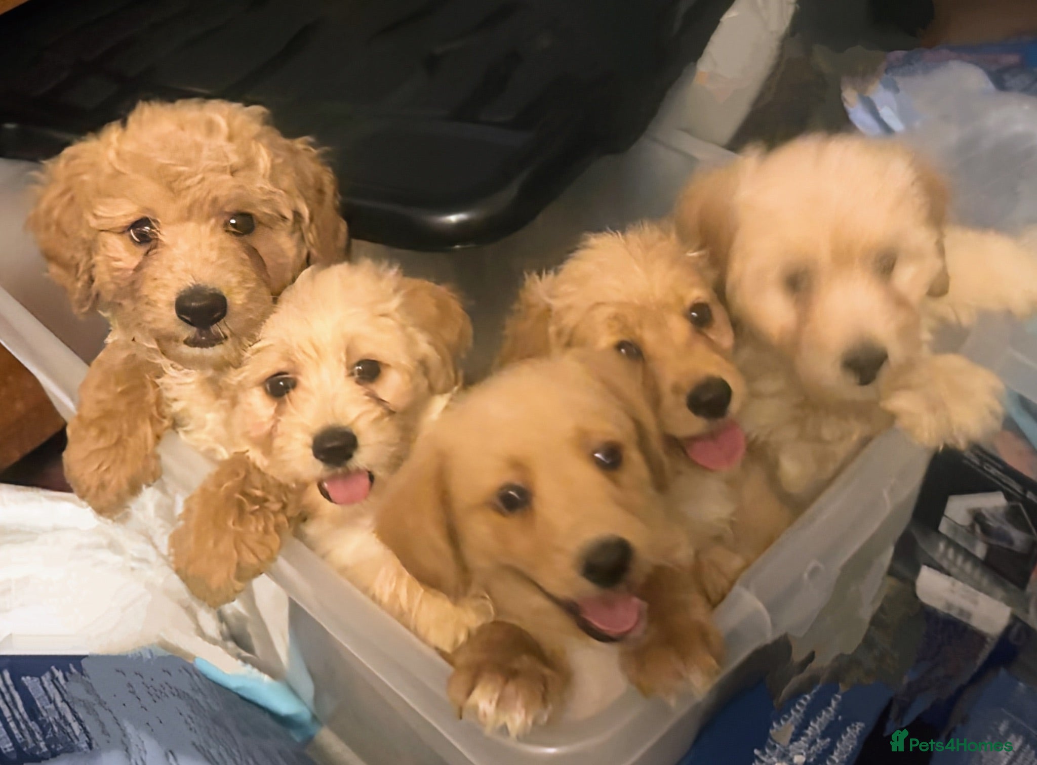 Mixed Breed dogs Adorable puppy for sale. - Advert 4