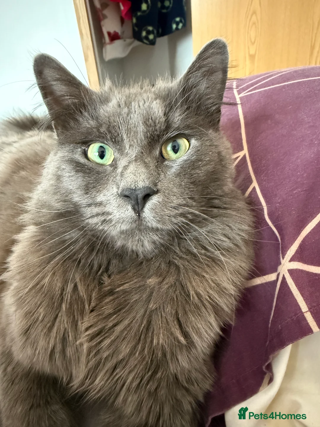 Nebelung cats for sale: Meet Prinze - Advert 7