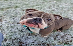 American Bully dogs for sale: American Pocket Bullys  - Image 4