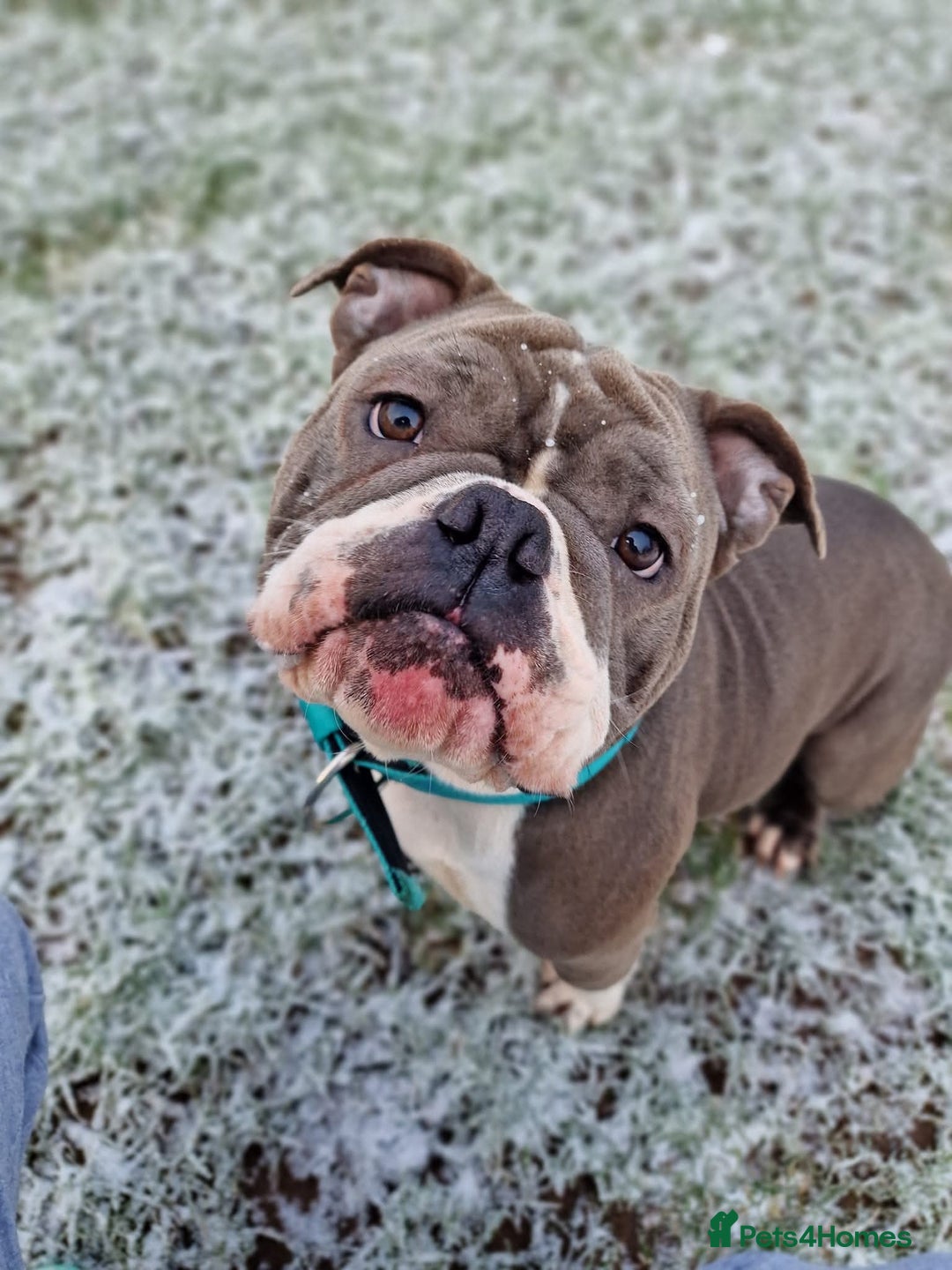 American Bully dogs for sale: American Pocket Bullys  - Image 4