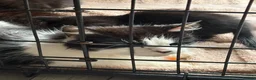 Persian cats for sale: Half Persian - Advert 1