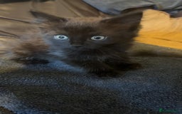 Mixed Breed cats for sale: Mixed breed kittens ready now  - Image 5