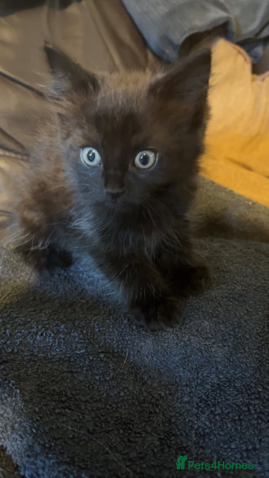 Mixed Breed cats for sale: Mixed breed kittens ready now  - Image 5