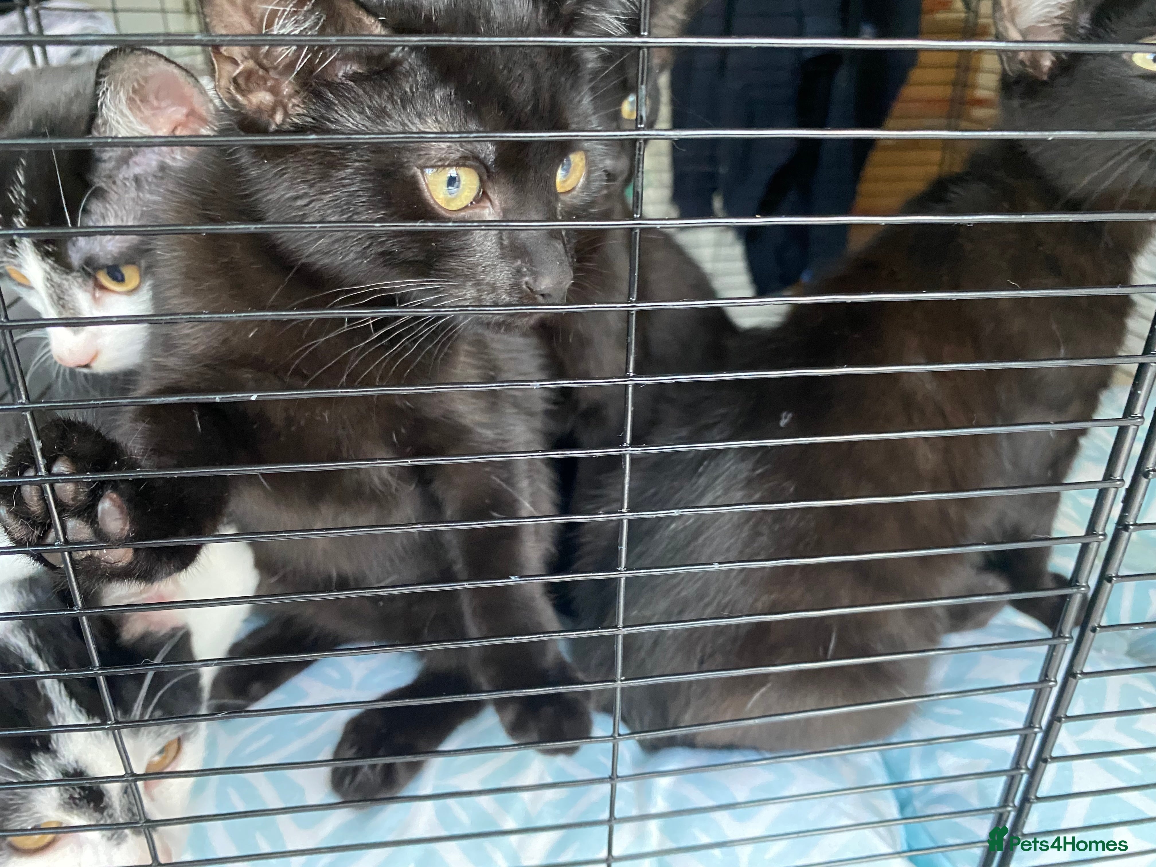 Mixed Breed cats One male one female - Advert 1