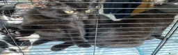 Mixed Breed cats for sale: One male one female - Advert 3