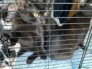 Mixed Breed cats One male one female - Advert 1