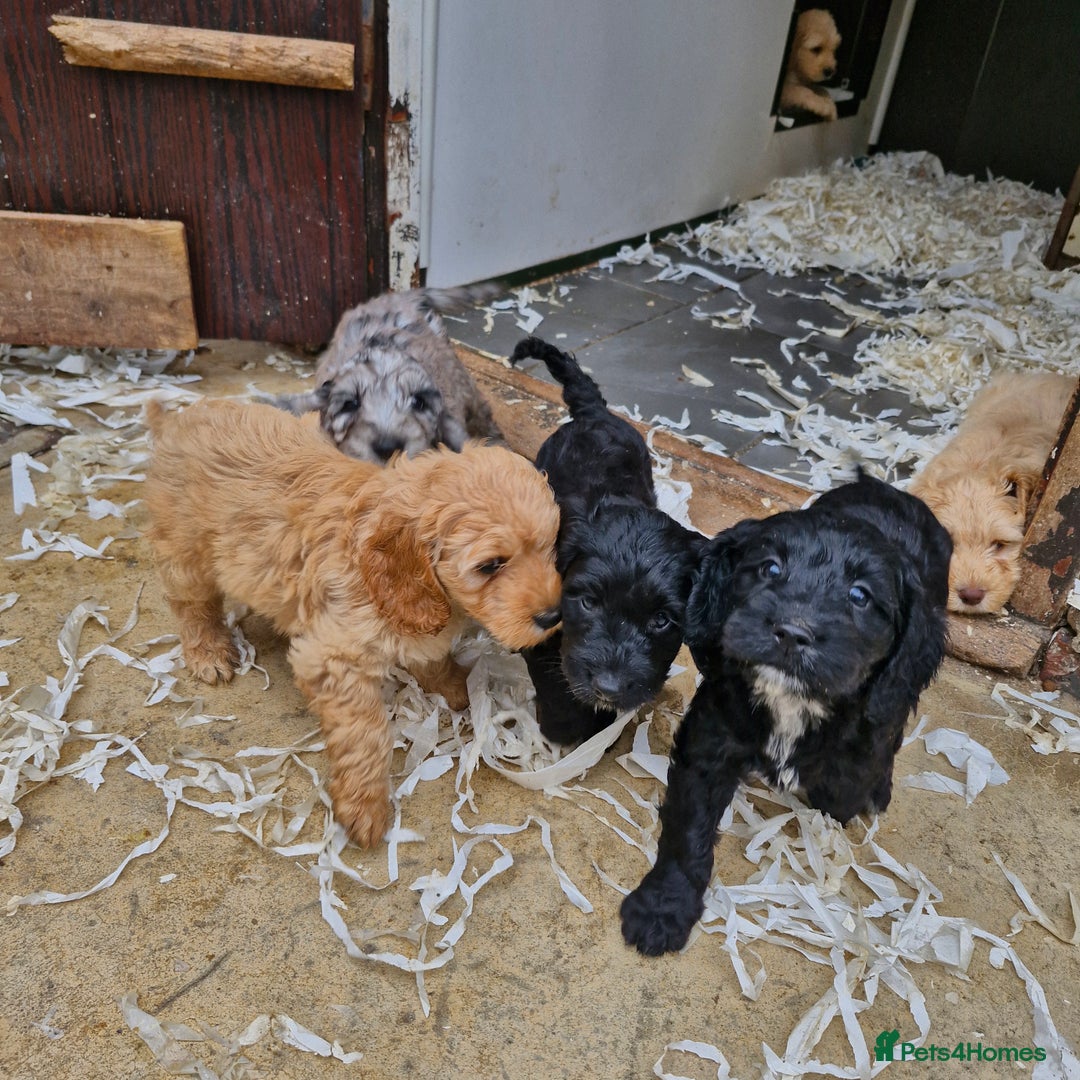 Cockapoo dogs for sale: Cockapoo puppies  - Image 9