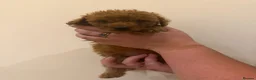 Cockapoo dogs for sale: Ready Now f1b Black & Brown Cockapoo Puppies! 🐾 in Scarborough - Advert 22