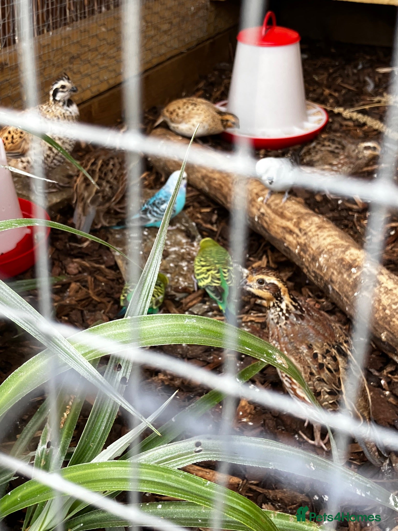 Quail poultry X5 Bob Whites Quails - Advert 1