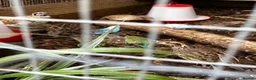 Quail poultry for sale: X5 Bob Whites Quails - Advert 1