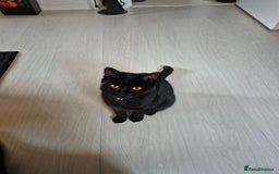 Domestic Shorthair cats for sale: Female 8 months free to good home  - Image 3