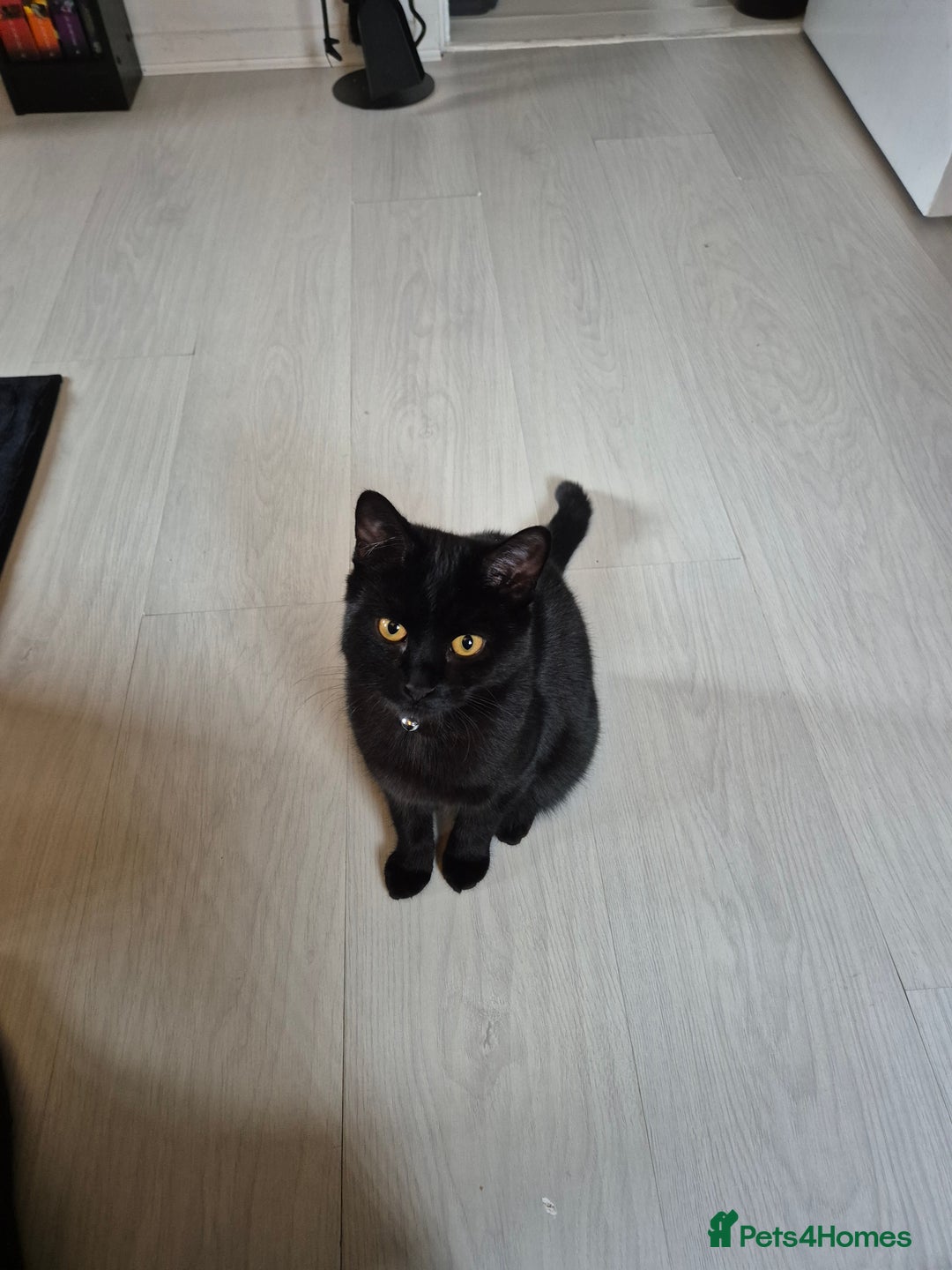 Domestic Shorthair cats for sale: Female 8 months free to good home  - Image 3