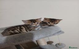 Mixed Breed cats for sale: Beutyful bengal babies wisbech 🐈😻 - Advert 18
