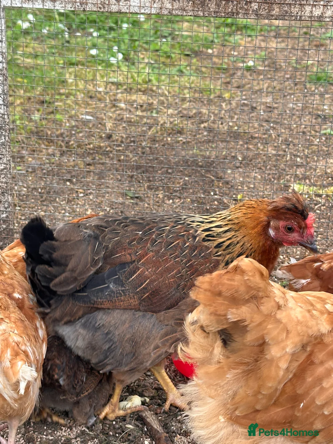 Chickens poultry for sale: Oprington/Araucana/ Pekin Bangam/ Hybrid  in Aylesbury - Advert 2