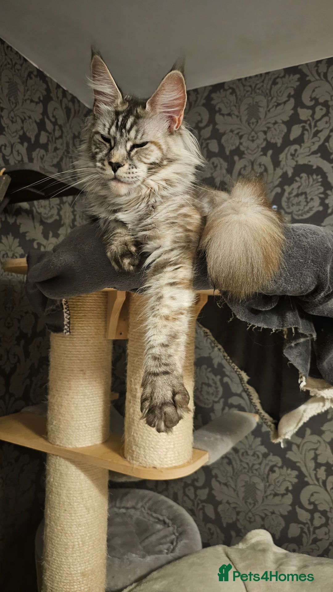 Maine Coon cats for sale: Amazing large red girl for good breeders only - Advert 2