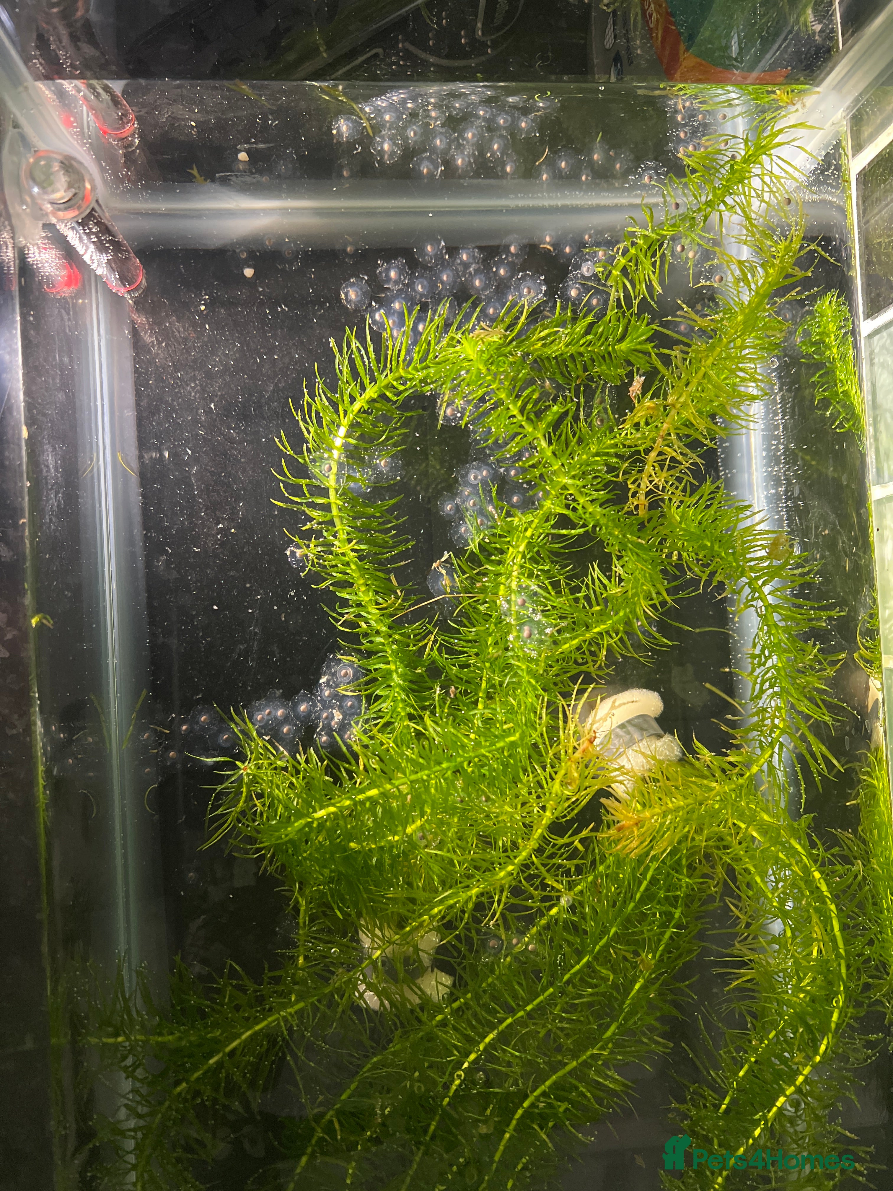 Axolotl reptiles Axolotl Eggs  in Northwich - Advert 1