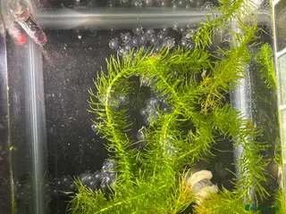 Axolotl reptiles Axolotl Eggs in Northwich - Advert 1