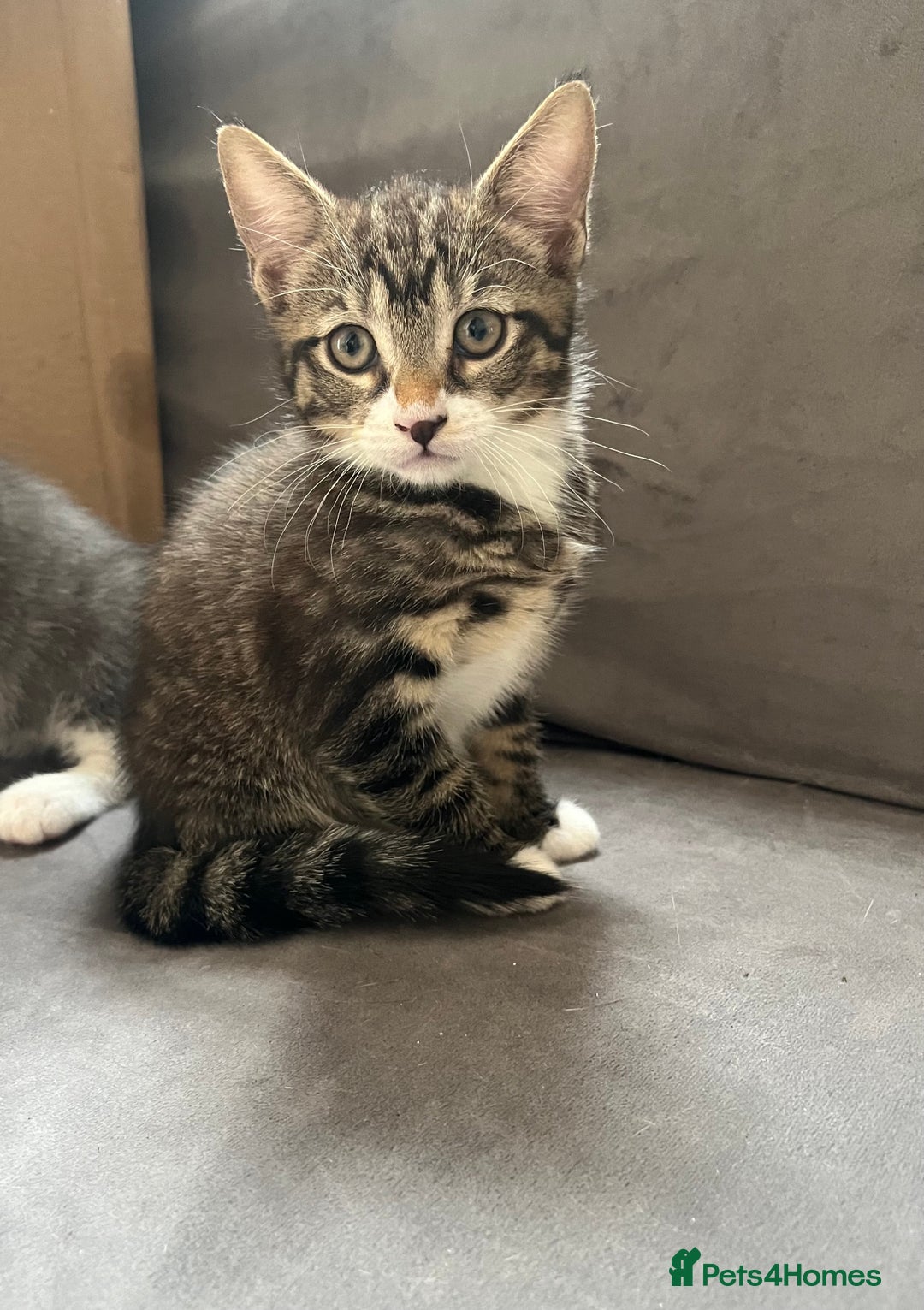 Mixed Breed cats for sale: 1 x Beautiful Female Kitten left Ready Now - Image 9