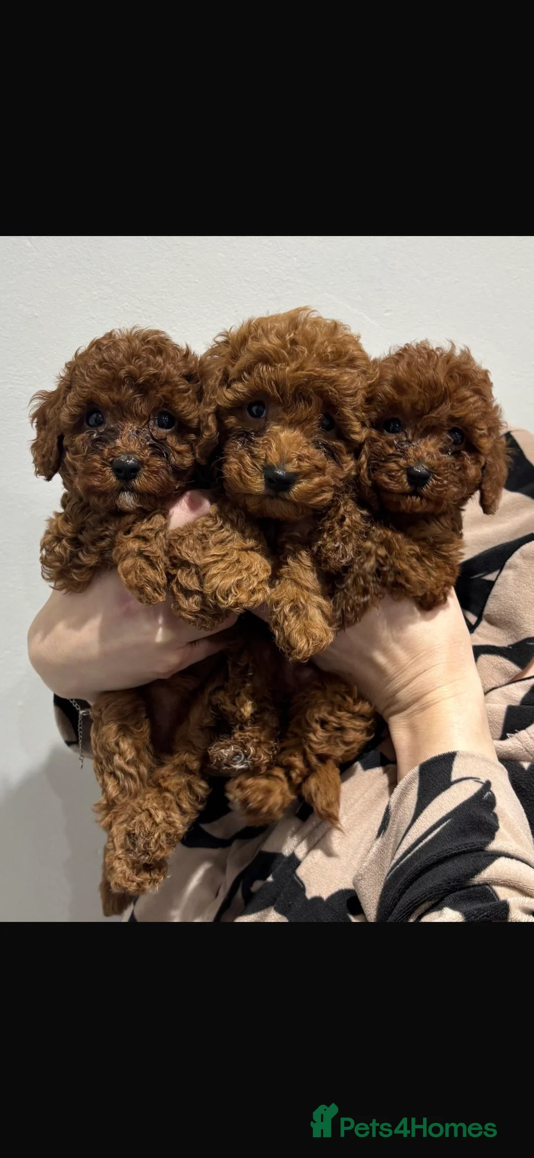 Miniature Poodle dogs for sale: Miniature poodles  in Gravesend - Advert 6