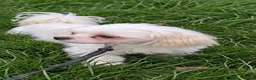 Maltese dogs for sale: Healthy 6year old female looking for a lovely home - Advert 5