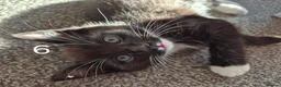 British Longhair cats for sale: Litter of 6 kittens - Advert 11