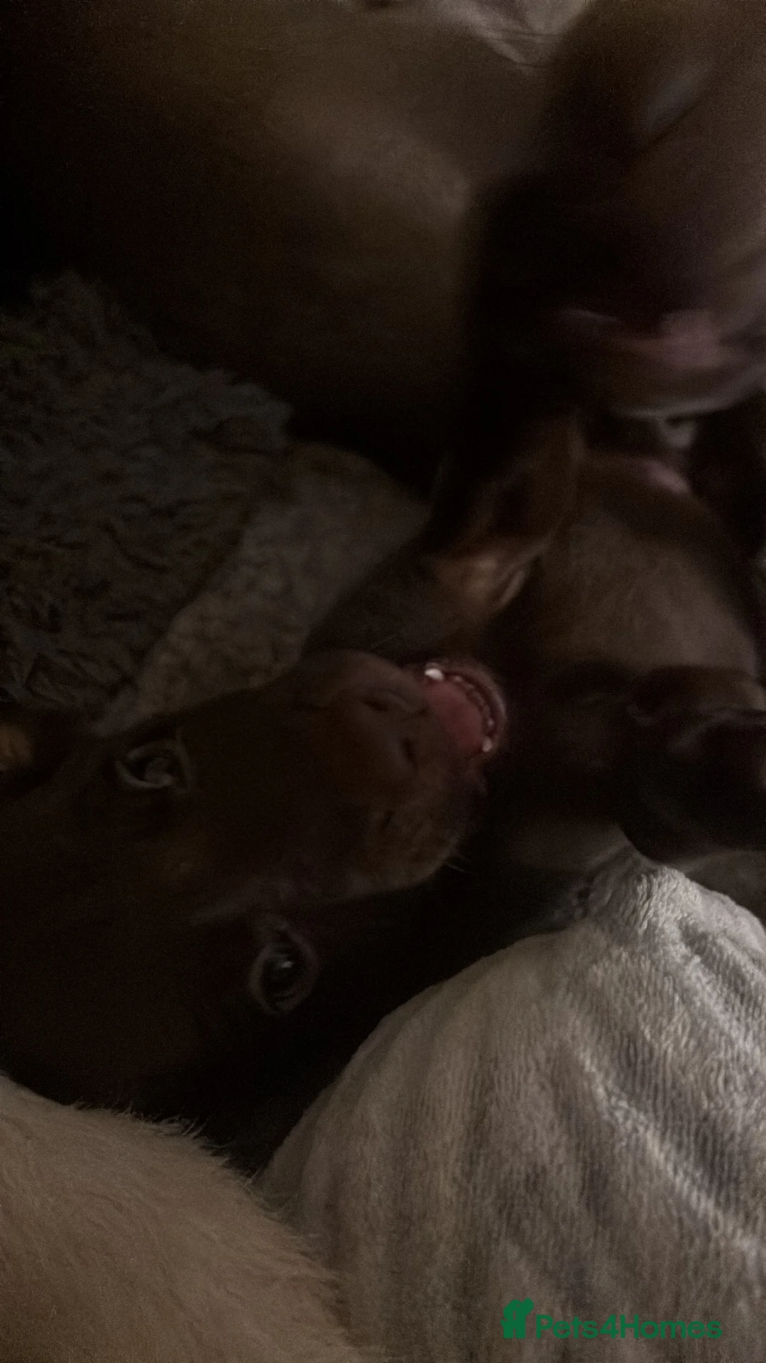 Mixed Breed dogs for sale: Weimaraner/ lab pups ready to go  - Advert 3