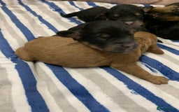 Cockapoo dogs for sale: F1b cockapoo puppies  Parents health tested - Image 2