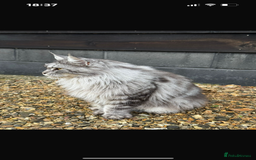 Maine Coon cats for sale: Outstanding pedigree Maine coons  - Image 18