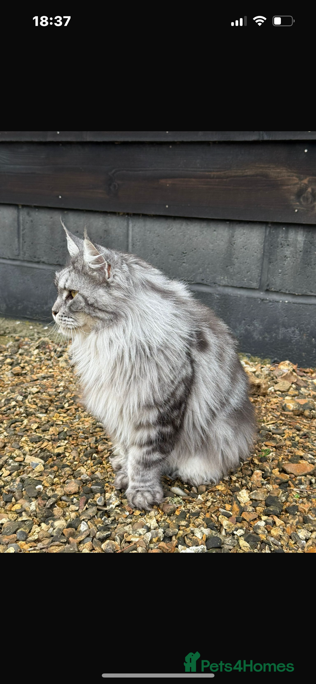Maine Coon cats for sale: Outstanding pedigree Maine coons  - Image 18