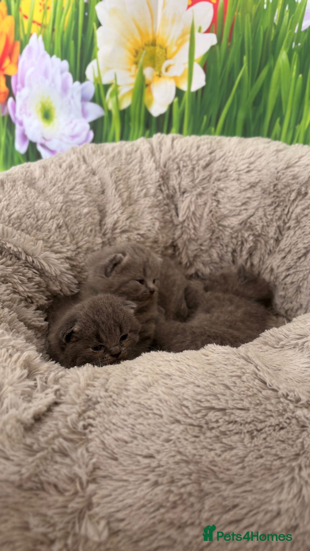 British Shorthair cats for sale: British Shorthair Kittens  - Image 19