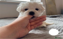 Maltese dogs for sale: Cute Maltese Puppies Looking for Loving Homes🇬🇧  - Image 15