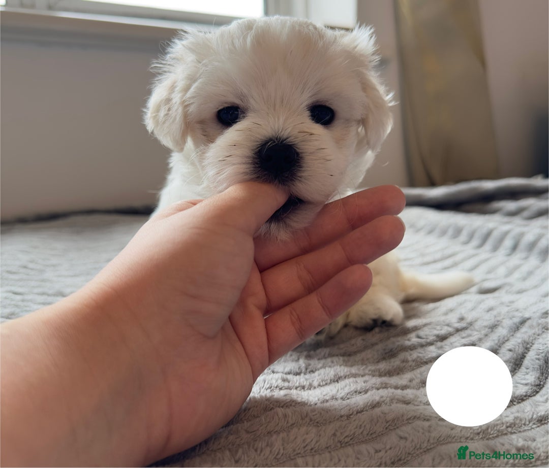 Maltese dogs for sale: Cute Maltese Puppies Looking for Loving Homes🇬🇧  - Image 15