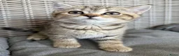British Shorthair cats for sale: 🐾 Exceptional GCCF British Shorthair Kittens 🐾 - Advert 11