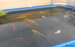 Koi Carp fish for sale: Koi carp  - Image 8