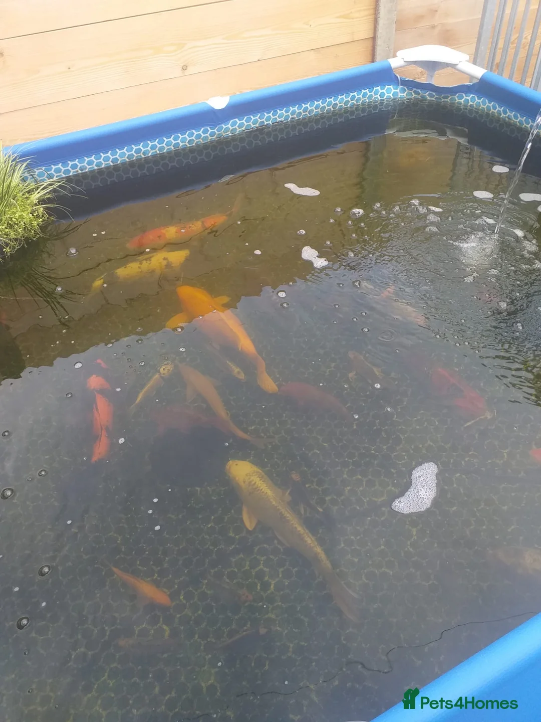 Koi Carp fish for sale: Koi carp  - Advert 8