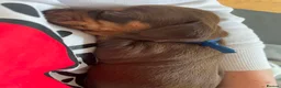 Miniature Dachshund dogs for sale: Last 2 chocolate / tan left 🩷💙 - Advert 15