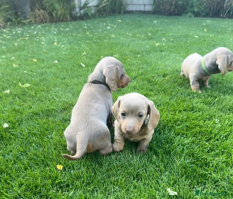 Miniature Dachshund dogs Miniature Dachshund ready 4th June KC registered - Advert 13