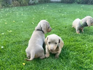 Miniature Dachshund dogs Miniature Dachshund ready 4th June KC registered - Advert 13