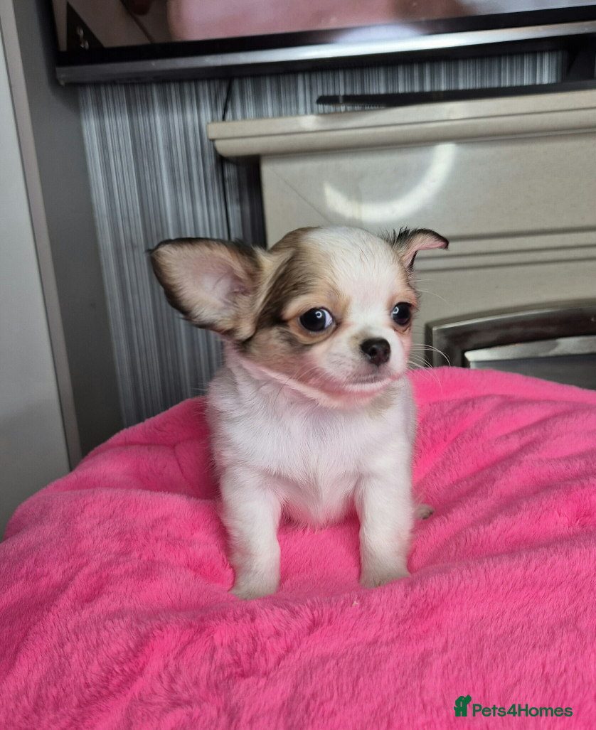 Chihuahua dogs Kc registered chihuahua puppies - Advert 5